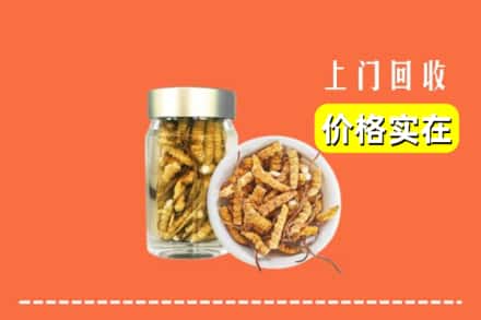 大兴安岭塔河县回收散虫草