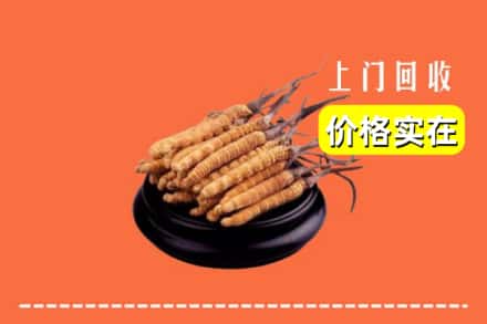 大兴安岭塔河县回收冬虫夏草